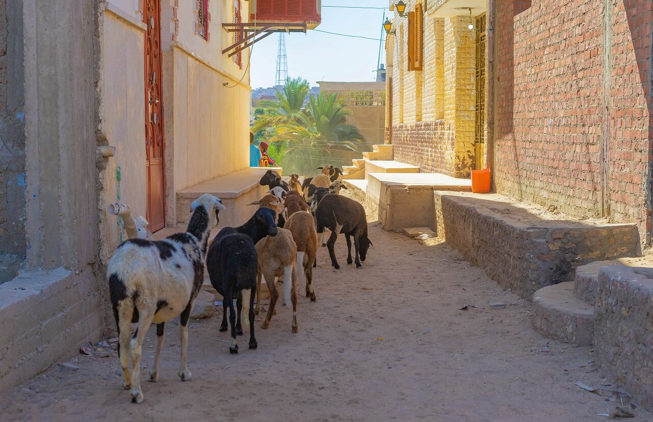 Elephantine-Island-Aswan-Nubiërs-geiten-door-straatje