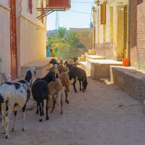 Elephantine-Island-Aswan-Nubiërs-geiten-door-straatje