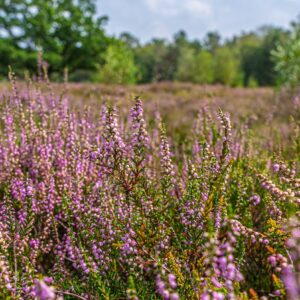 Mooiste-heide-in-Nederland-Maashorst