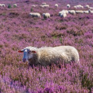 Schaap-in-paarse-heide-Loenermark