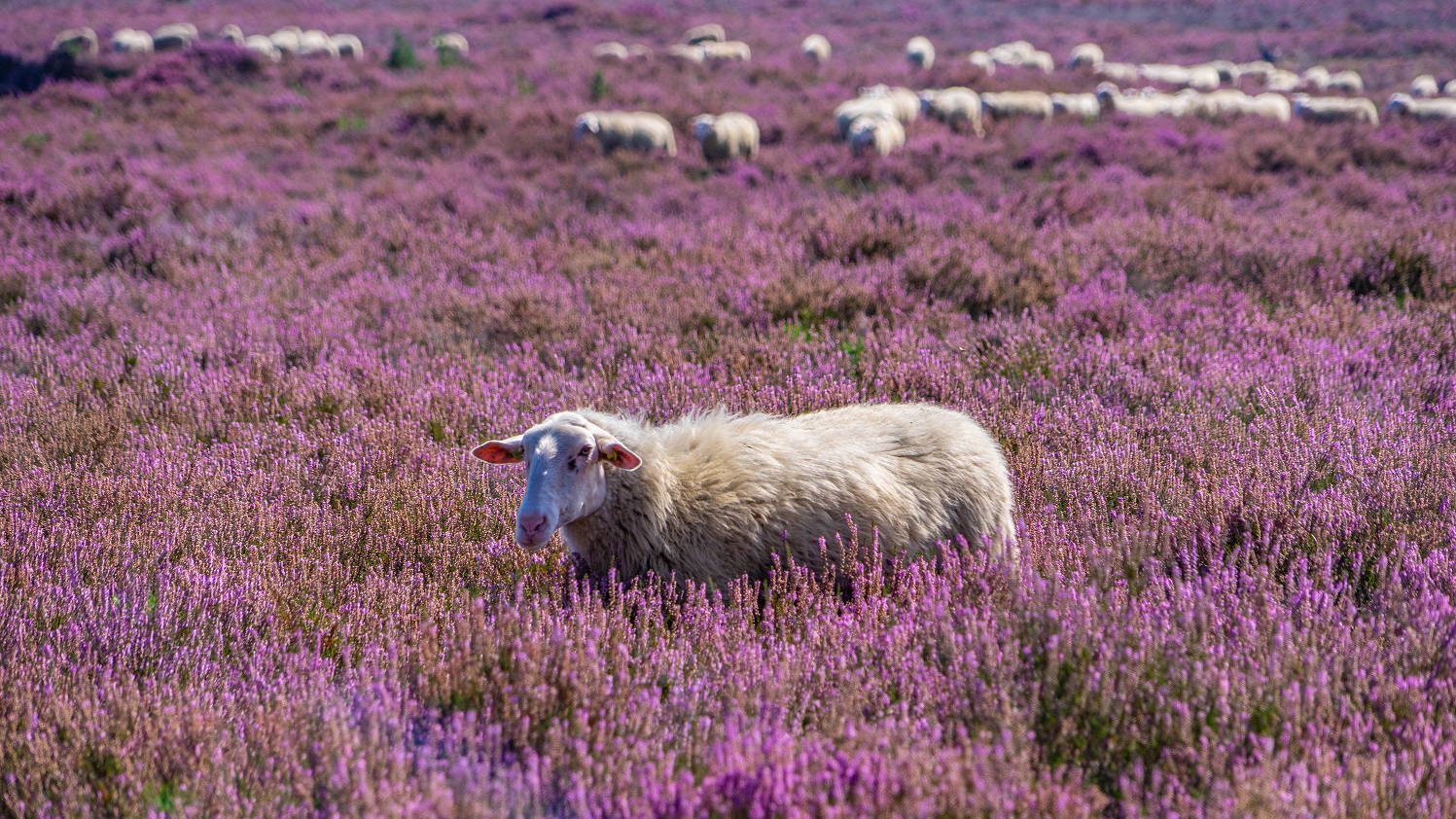 Schaap-in-paarse-heide-Loenermark