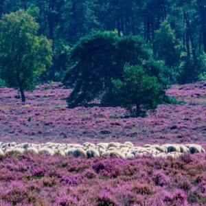 kudde-schapen-loenermark-veluwe-met-paarse-heide