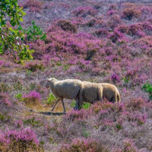 Schapen-in-paarse-heide-in-Nederland