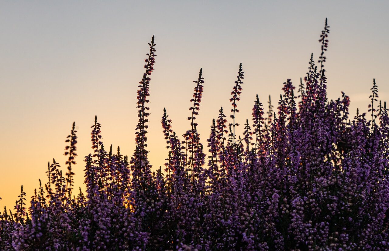paarse-heide-tijdens-zonsondergang