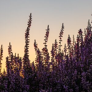 paarse-heide-tijdens-zonsondergang