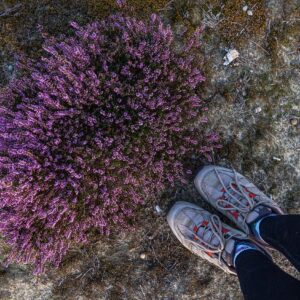 Paarse-struikheide-met-wandelschoenen