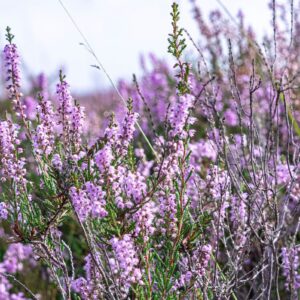Mooiste-heide-in-Nederland