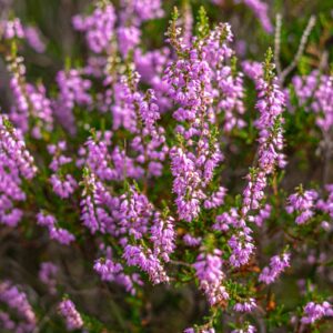 Mooiste-heide-in-Nederland-close
