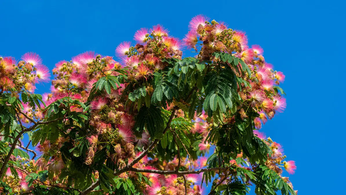 Roze-bloemen-in-centrum-Setubal