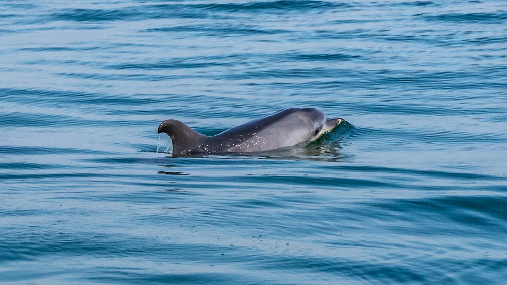 Dolfijnen-baai-setubal-troia
