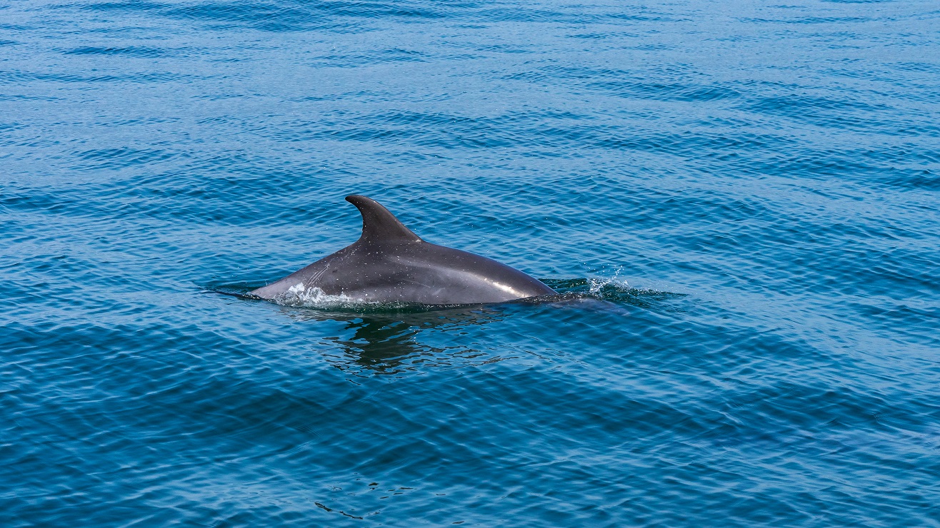 Dolfijnen-baai-setubal-troia