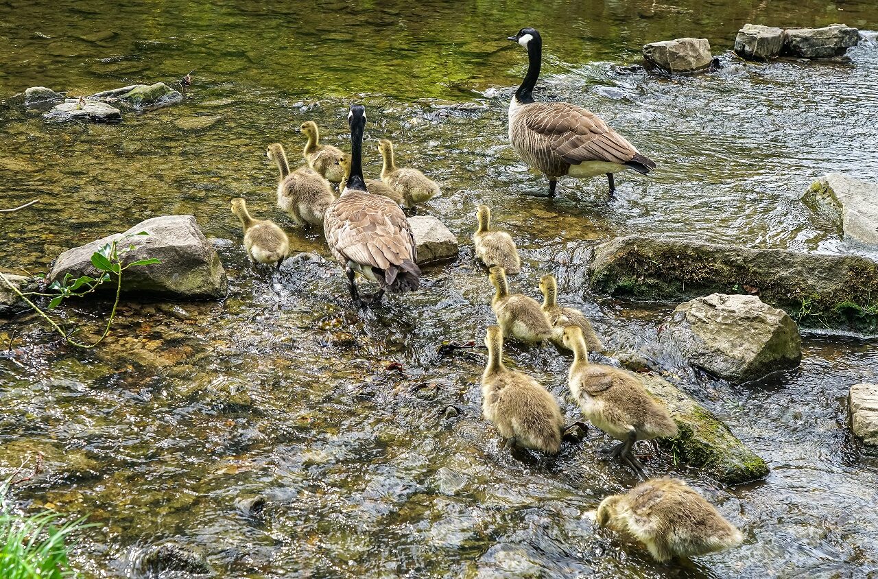 Eenden-met-babies-zuid-limburg