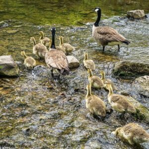 Eenden-met-babies-zuid-limburg