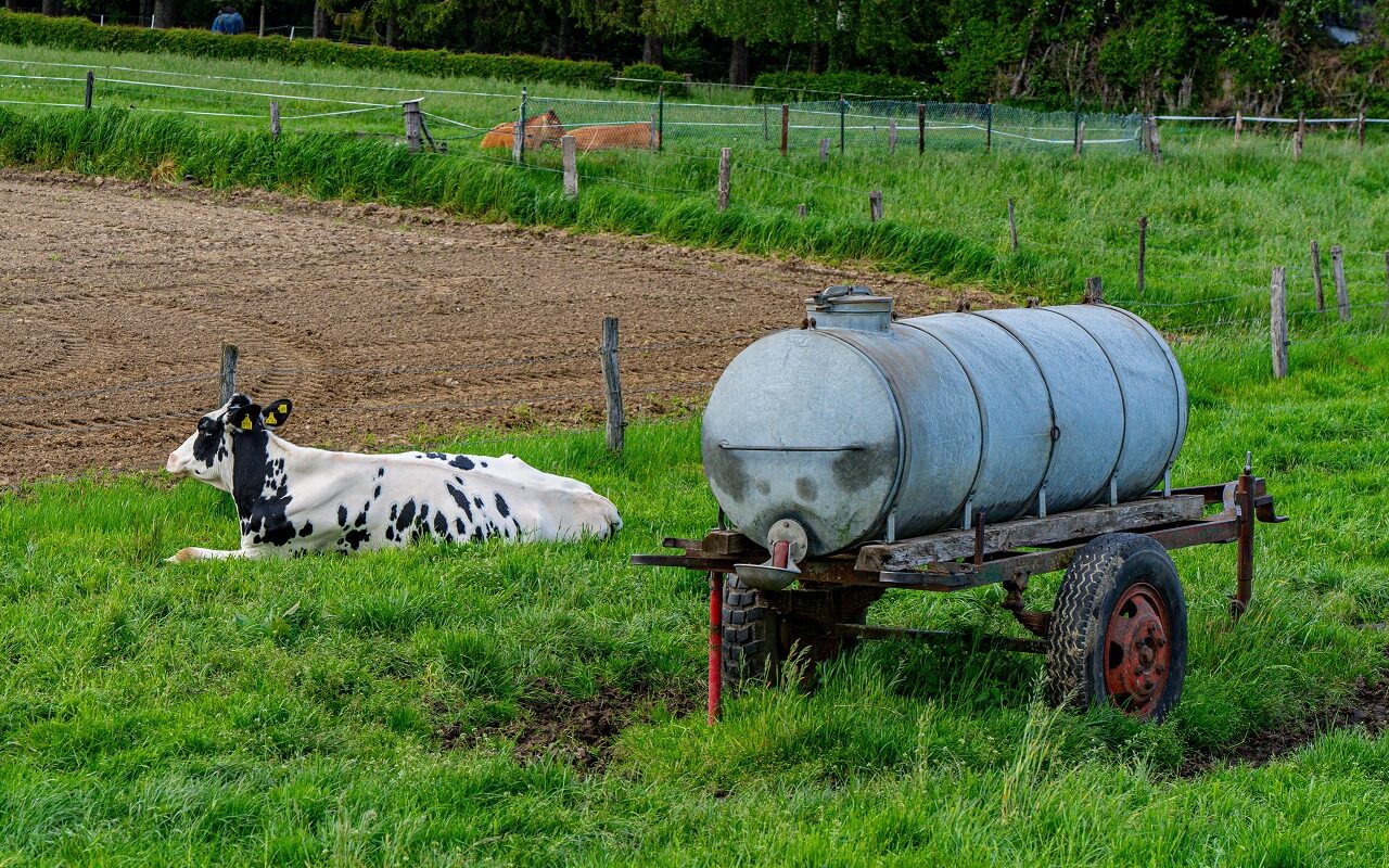 Koe-in-Duitse-weide