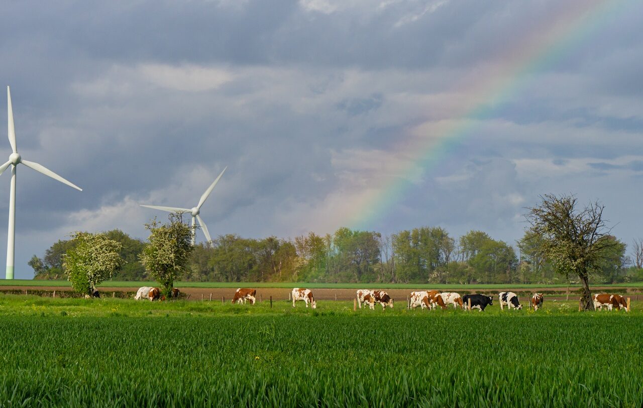 Regenboog-boven-koeien