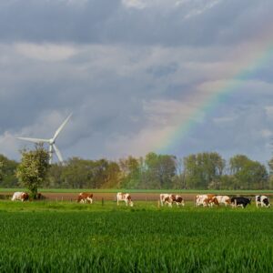 Regenboog-boven-koeien