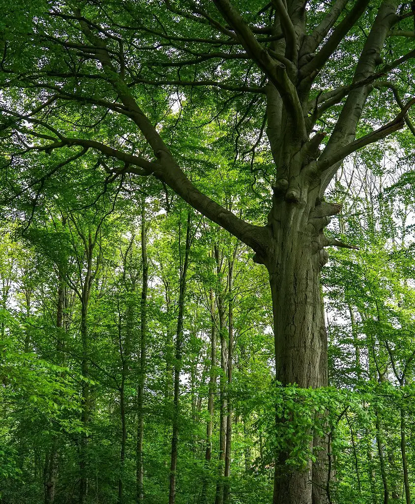 Bossen-Zuid-Limburg