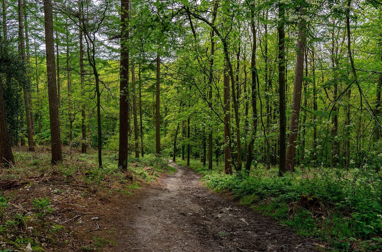 Wandelen-in-bossen-Dutch-Mountain-Trail