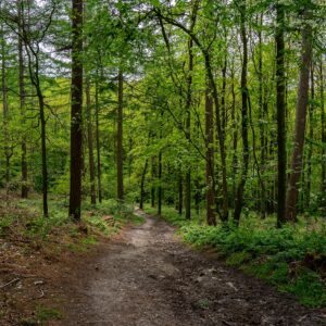 Wandelen-in-bossen-Dutch-Mountain-Trail