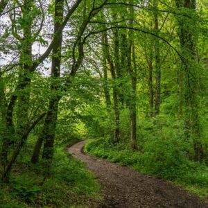 Bossen-in-zuid-limburg-bij-Vijlen