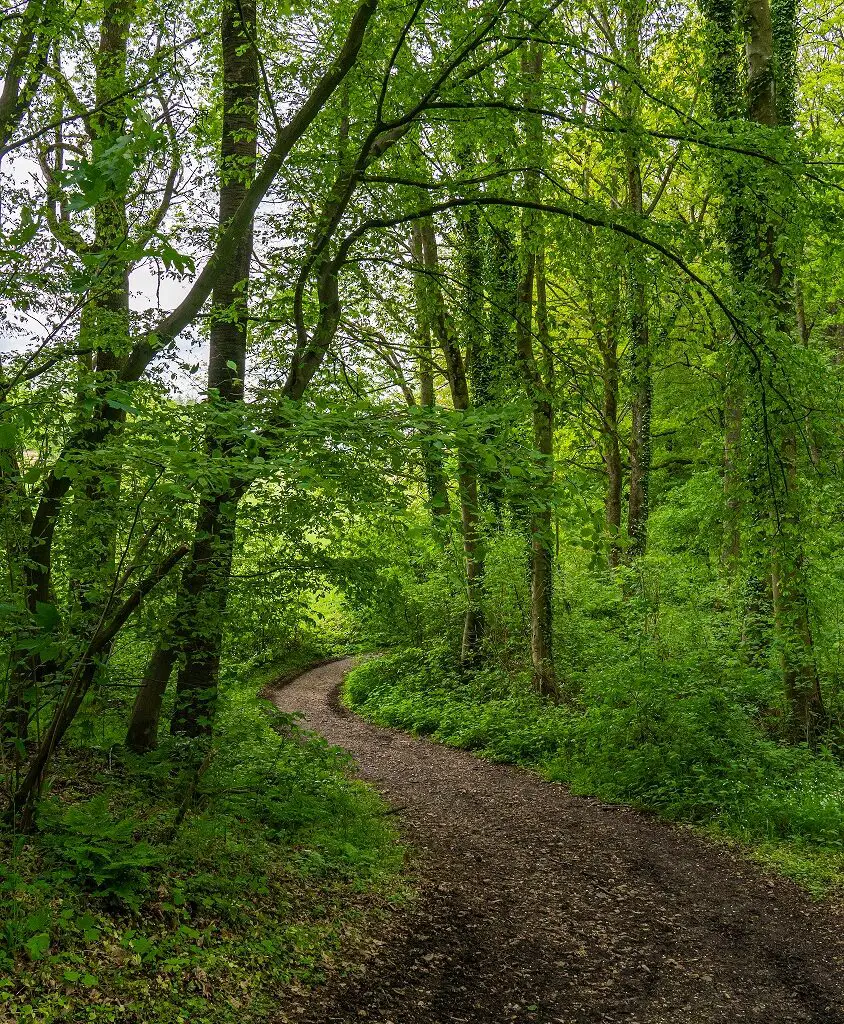 Bossen-in-zuid-limburg-bij-Vijlen