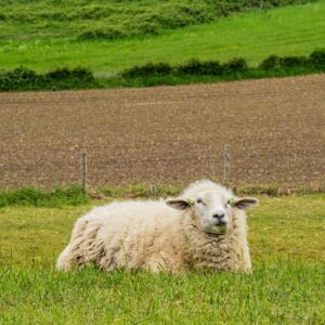Schaap-langs-Dutch-Mountain-Trail