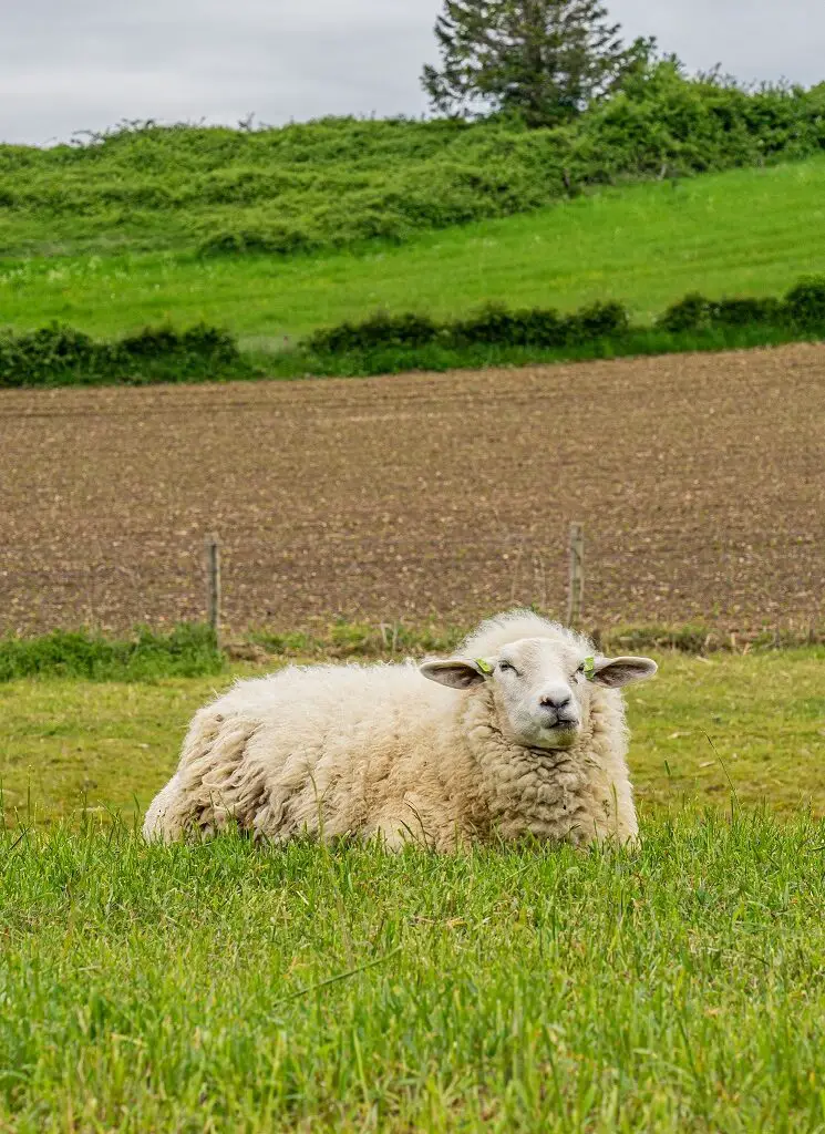 Schaap-langs-Dutch-Mountain-Trail