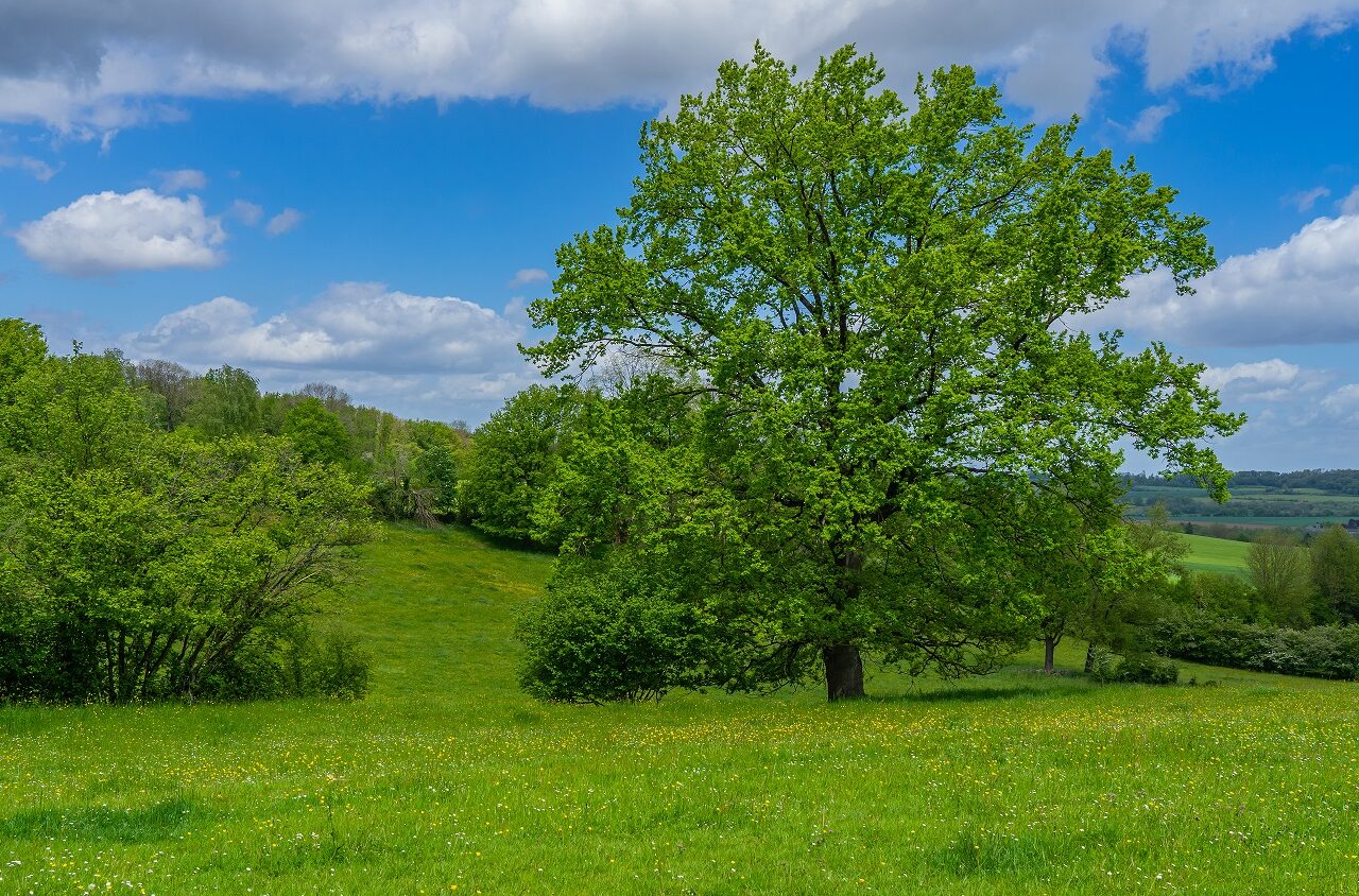 Weide-Dutch-Mountain-Trail