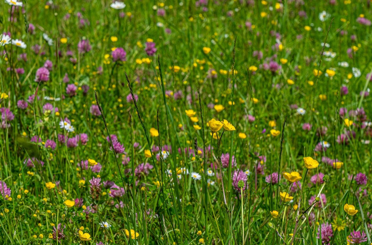 Bloemen-in-weide-Zuid-Limburg