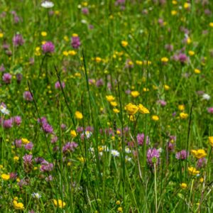 Bloemen-in-weide-Zuid-Limburg