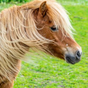 Pony-in-Eijsden