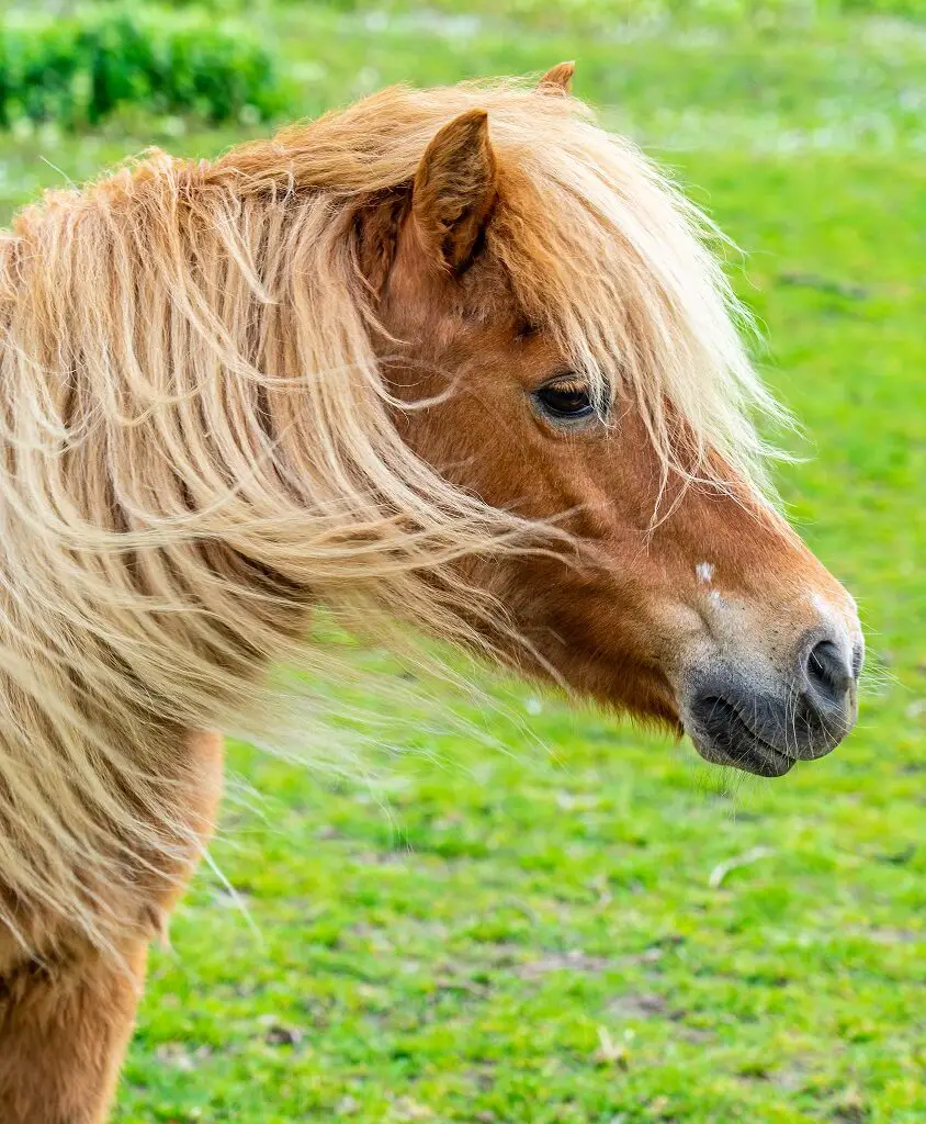 Pony-in-Eijsden