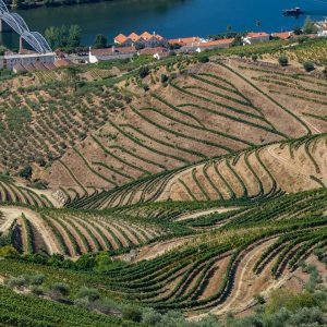 Douro-vallei-bezoeken-wijngaarden