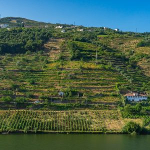 Wijnterrassen-langs-Douro-rivier-portugal
