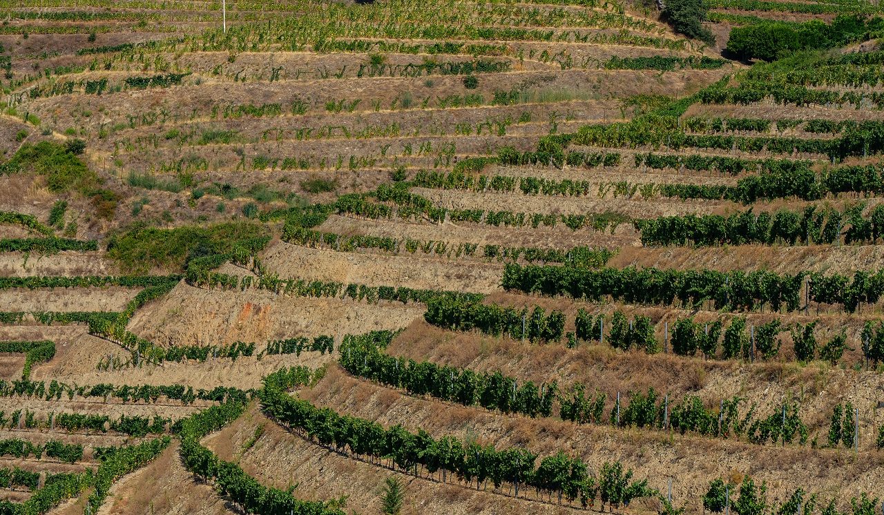 Douro-vallei-bezoeken-wijngaarden-bij-Pinhao