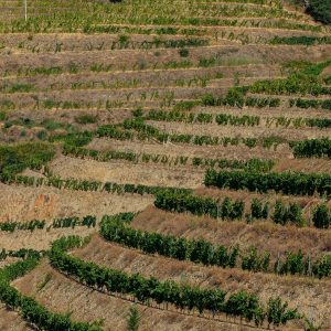 Douro-vallei-bezoeken-wijngaarden-bij-Pinhao