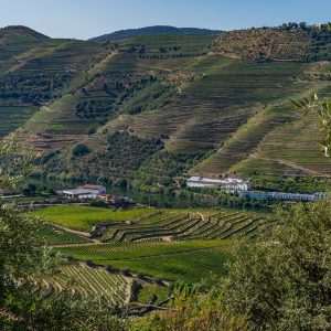 Wijngaarden-bij-Pinhao-Douro