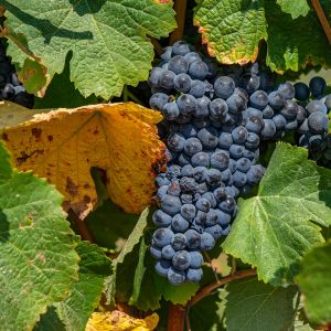 Druivenstruik-bij-Pinhao-Douro