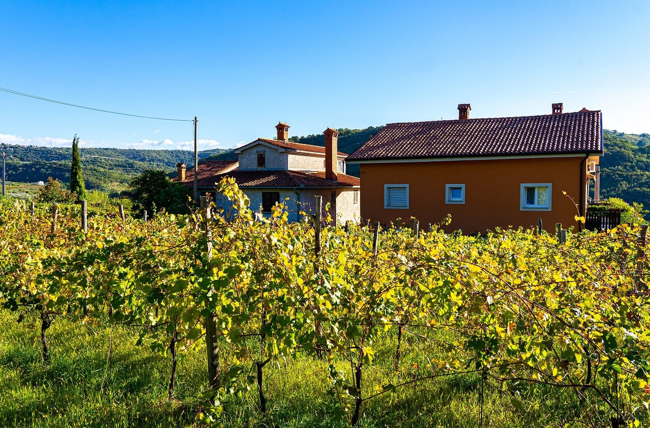 Wijngaarden-bij-Izola-kust-van-Slovenie