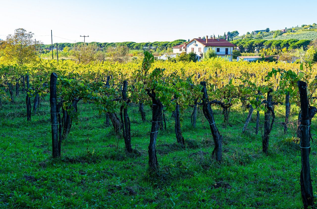 Wijngaarden-bij-Izola-kust-van-Slovenie