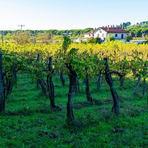 Wijngaarden-bij-Izola-kust-van-Slovenie