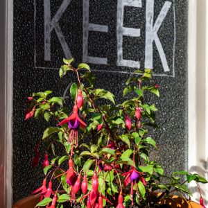 keek-vegan-restaurant-utrecht-met-plant