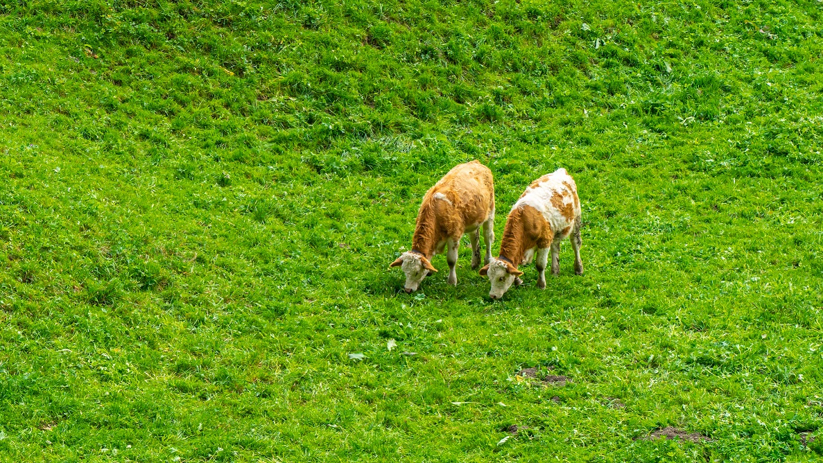 Koeien-in-weide-Zwitserland