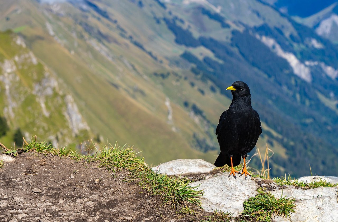 Zwarte-vogel-op-berg-Zwitserland