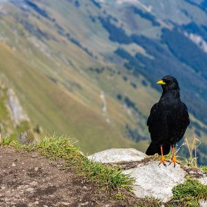 Zwarte-vogel-op-berg-Zwitserland