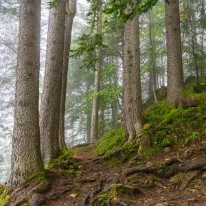 Wandelpad-Harder-Kulm-naar-Augstmatthorn