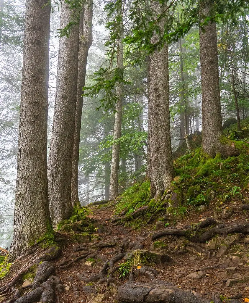 Wandelpad-Harder-Kulm-naar-Augstmatthorn