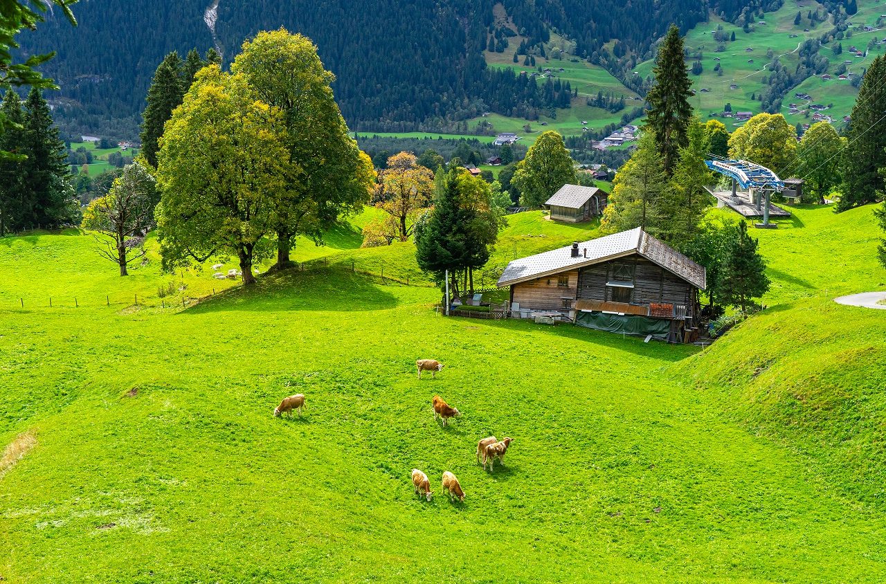 Koeien-in-weide-Grindelwald
