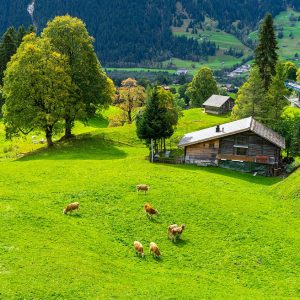 Koeien-in-weide-Grindelwald