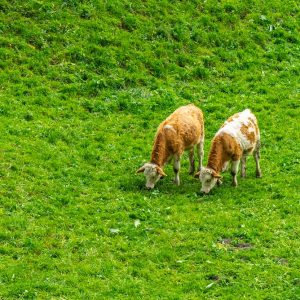 Koeien-in-weide-Grindelwald